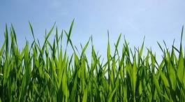 Naklejka trawa pastwisko lato łąka niebo