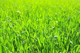 Obraz na płótnie łąka pastwisko trawa niebo lato