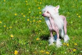 Fototapeta zwierzę trawa pies dzieci nikt