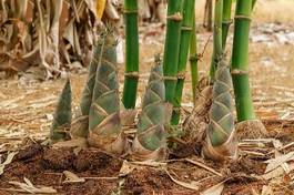 Fotoroleta drzewa roślina bambus witalność