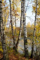 Obraz na płótnie las piękny brzoza woda