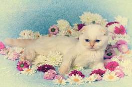 Fotoroleta kociak odpoczywający wśród kwiatów