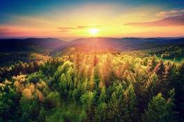 Obraz na płótnie lato las słońce krajobraz drzewa