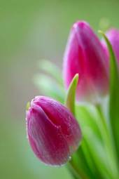 Naklejka natura kwiat tulipan bukiet roślina