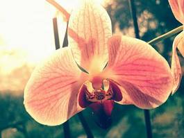 Naklejka storczyk kwiat roślina tło urodziny