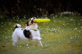 Naklejka pies bawi się frisbee