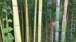 Plakat las bambus zen roślina