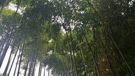 Naklejka bambus zen las liść