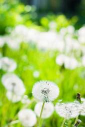 Fotoroleta kwiat pyłek słońce park