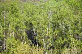Naklejka natura dąb drzewa krajobraz