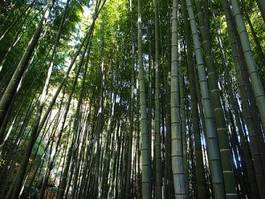 Naklejka ogród zen azja krajobraz japonia
