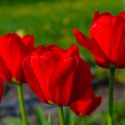 Naklejka świeży tulipan park lato
