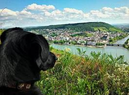 Fotoroleta krajobraz z psem