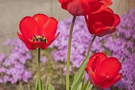 Plakat tulipan roślina kwiat park ogród