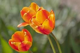 Fotoroleta natura tulipan roślina ogród kwiat