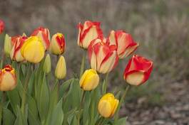 Plakat park ogród kwiat tulipan natura