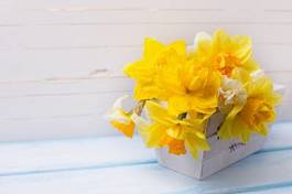 Fotoroleta background with fresh narcissus in wooden pot