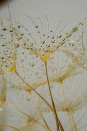Fotoroleta woda roślina łąka kwiat fiołek
