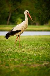 Obraz na płótnie ptak wiejski zwierzę dziki trawa