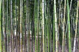 Naklejka roślina las bambus park natura