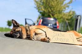 Naklejka leżący pies na ulicy