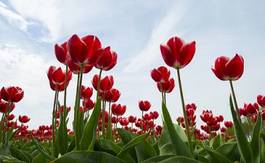 Fototapeta tulipan spokojny rolnictwo wiejski holandia