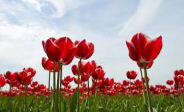 Plakat spokojny niebo rolnictwo wiejski tulipan