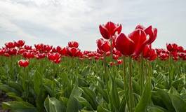 Plakat spokojny tulipan perspektywa rolnictwo kwiat