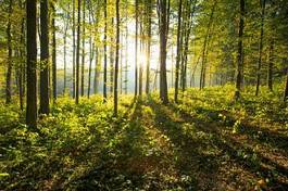 Naklejka słońce las roślina ścieżka
