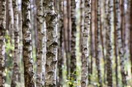 Fotoroleta spokojny las brzoza