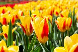 Fotoroleta bukiet tulipan natura