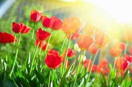 Naklejka trawa miłość słońce ładny