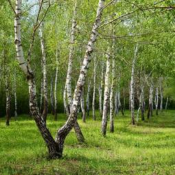Fototapeta piękny pejzaż wiejski natura drzewa
