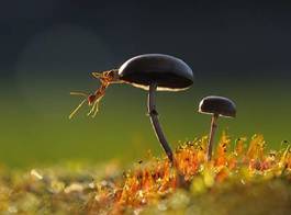 Naklejka zwierzę natura mrówka