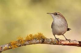 Fototapeta ptak zwierzę natura las
