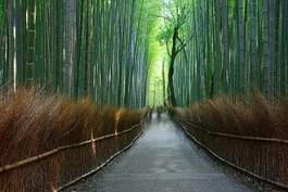 Obraz na płótnie drzewa zen japoński bambus