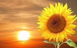Naklejka świeży natura słonecznik słońce kwiat