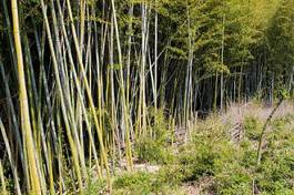 Naklejka japonia bambus roślina drewno kwota