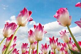 Fototapeta piękny kwitnący pole holandia wiejski