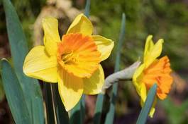 Plakat beautiful yellow daffodils. narcissus