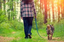 Fototapeta spacer z psem po lesie