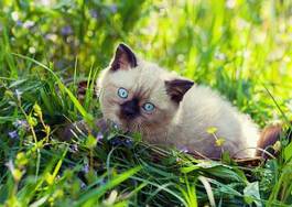 Plakat uroczy kociak odpoczywa w trawie