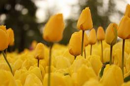Naklejka tulipan kwiat miłość ogród natura