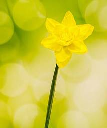 Plakat yellow daffodil (narcissus) flower, gradient background.