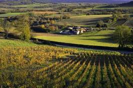 Fotoroleta wiejski natura winorośl