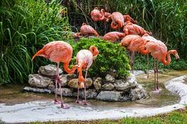 Fototapeta portugalia flamingo zwierzę