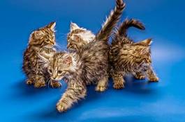 Fotoroleta kocięta syberyjskie