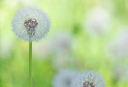 Fototapeta mniszek zabawa pyłek ogród