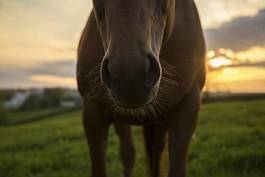 Fotoroleta pastwisko twarz dziki koń