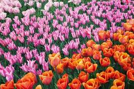 Naklejka kwiat tulipan lato pejzaż